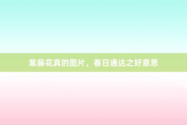 紫藤花真的图片，春日通达之好意思
